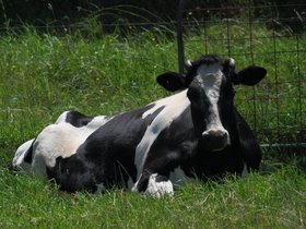 2010---- Minstrel (c) Jason Grossman.jpg